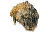 Woolly Mammoth Upper M Molar - North Sea Deposits #295865-7